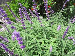 We did not find results for: Butterfly Gardens In Central Texas Lisa S Landscape Design