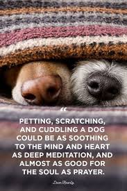 There are 2025 prayer for pet for sale on etsy, and they cost $14.89 on average. 40 Best Dog Quotes Cute Sweet Quotes About Dogs
