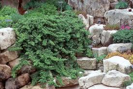 Juniperus Procumbens Nana Landscape Plants Oregon State University