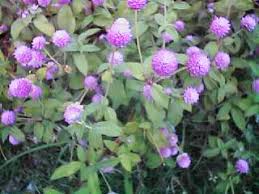 Saking indahnya, bunga anggrek sampai kamu mesti bangga karena ternyata indonesia merupakan pemilik bunga anggrek dengan tingkat. Ooi S Flora Malaysiana Ver 1 0 Pink Bachelor S Button Akgos01a Htm 1997 2002