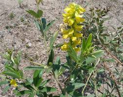 Image result for Eriosema psoraleoides