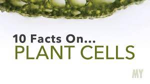 It will be easier for the root hair cells to penetrate inside the soil because they have thin and long shape. 10 Facts On Plant Cells Youtube