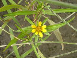 Image result for Bidens kirkii