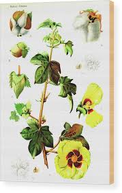 Image result for Gossypium