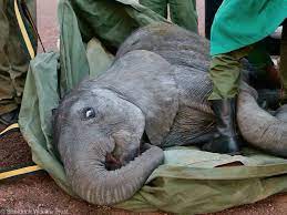 Sheldrick Wildlife Trust added... - Sheldrick Wildlife Trust