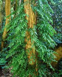Image result for Arthropteris