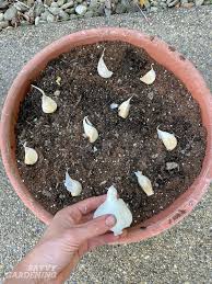 You can plant garlic in the ground, and it can be particularly beneficial to plant it as part of an edible, decorative border or flowerbed. How To Grow Garlic In Pots The Best Method And Tips For Success