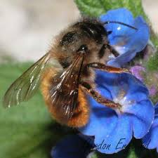 National Honey Bee Day 3 Bee Mason Bees Dog Boarding Near Me