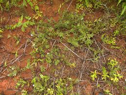 Image result for Sauvagesia