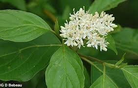 The flowers are fragrant and in the winter time it produces tiny berries and the foliage is also colorful. Red Osier Dogwood Cornus Sericea L Ssp Sericea