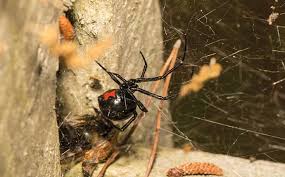 These spiders prefer to construct their webs in tree branches. Blog What Everyone In West Palm Beach Ought To Know About Black Widow Spiders