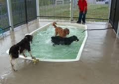 American pet spa & resort! Pet Resorts Of America 7200 Charlotte Pike Nashville Tn 37209 Yp Com