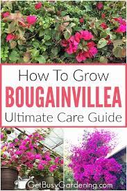 Bougainvillea Care Instructions Complete Growing Guide Bougainvillea Planting Flowers 101 Plants