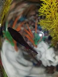 From Here Help I Think My Betta Might Have Dropsy Betta Betta Fish Fish Pet