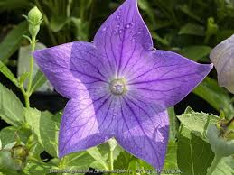 Image result for Platysepalum