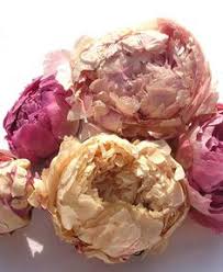 Free postage on orders over $30.00 australia wide. 8 Freeze Dried Flowers Ideas Freeze Dried Flowers Dried Flowers Freeze Drying