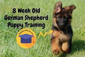 Today, gsds are not only considered as one of the most favorite household pets. Genius 8 Week Old German Shepherd Puppy Training Easy Beginners Guide Shepherd Sense