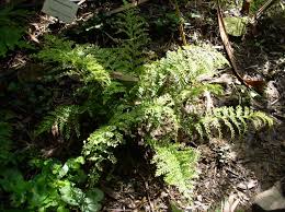 Image result for Asplenium gemmiferum