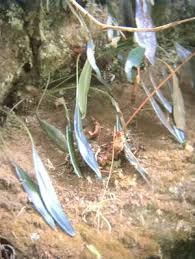 Image result for Elaphoglossum acrostichoides