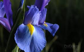 History And Meaning Of Iris Proflowers Blog February Birth Flowers Iris Flowers Purple Iris