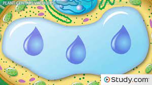 In plant cells, the function of vacuoles is to store water and maintain turgidity of the cell. Plant Cell Structures The Cell Wall And Central Vacuole Video Lesson Transcript Study Com