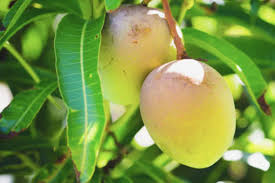 Maybe you would like to learn more about one of these? Minum Air Rebusan Daun Mangga Bisa Kendalikan Diabetes