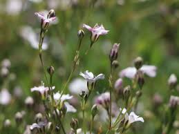 Diese schöne pflanzenart ist auch als kriechendes gipskraut bekannt. Teppich Schleierkraut Gypsophila Repens Fur Deinen Garten