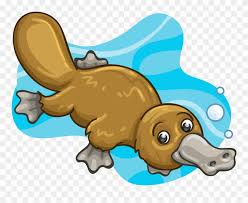 Mammal Clipart Platypus Platypus Png Download 714297 Pinclipart Learn about duck billed platypus with free interactive flashcards. mammal clipart platypus platypus