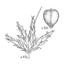 Image result for Bulbostylis trabeculata