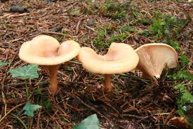 Image result for Cheirostylis lepida