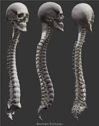 Bones Joints Of An Axial Skeleton Human Anatomy Art Human Muscle Anatomy Anatomy Art