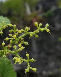 Image result for Cyphostemma paucidentatum