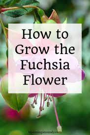 How To Grow The Fuchsia Flower Fuchsia Plant Fuchsia Flower Fuchsia Plant Care