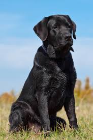 Black And Tan Labrador Retriever Black Labrador Retriever In Green Grass Labradorretriever Black Labrador Retriever Labrador Dog Labrador Retriever
