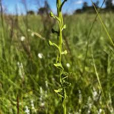 Image result for Anisotes formosissimus