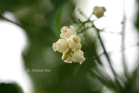 Image result for Khaya grandifoliola