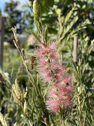 Image result for Callistemon