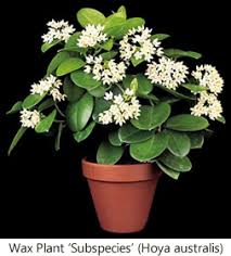 Hoya carnosa 'chelsea' common name: Hoya Plant How To Grow And Flower The Indestructible Hoya Plant