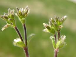 Image result for Cerastium glomeratum