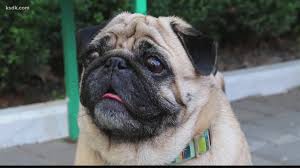 If you live beyond driving distance, we will every customer who orders puppies online from us will enjoy the customer service we swear by. How To Spot Puppy Scams Online During Coronavirus Ksdk Com