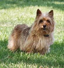 Norwich Terrier Puppies For Sale Is A Black And Tan Mom Sporting Her Summer Coat Norwich Terrier Norwich Terrier Puppy Labrador Puppies For Sale
