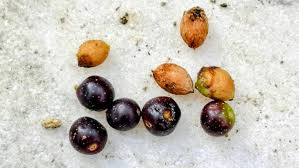 Image result for Olea capensis