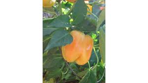 If the weather is too cold, it keeps the peppers from growing and your plants from flowering at all. Master Gardener Why Bell Pepper Plants Are Dropping Flowers And Fruit Press Enterprise