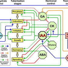 Pdf Auxins In Potato Molecular Aspects And Emerging Roles In Tuber Formation And Stress Resistance
