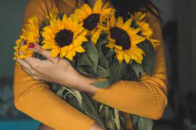 Gambar tanaman yang bermacam macam beserta penampakannya yang indah, cantik, mahal dan langka di dunia. Frau Die Bundel Sonnenblumen Halt Kostenloses Stock Foto