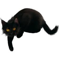 Yandeks Fotki Animals Png Cat Art