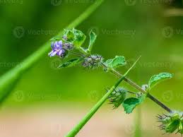 Image result for Hyptis