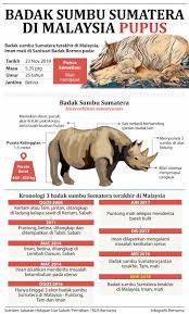 Wick, deaf, rhinoceros, dynastinae, badak sumbu, hippopotamus, dioscorea alata. Sukasuka Iman Badak Sumbu Sumatera Betina Terakhir Facebook