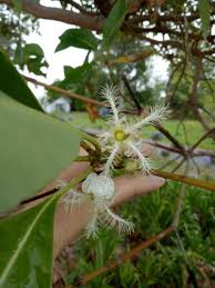 Image result for Lophostemon confertus