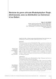 Image result for Rhabdophyllum welwitschii